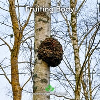 Image 2 of Chaga (Inonotus Obliquus) Live Mycelium Mushroom Culture Spawn Seed