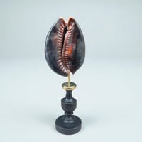 Image 1 of Coquillage Porcelaine Tigre sur socle en bois tourné noirci fin XIXe -  Cabinet de curiosités 