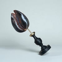 Image 6 of Coquillage Porcelaine Tigre sur socle en bois tourné noirci fin XIXe -  Cabinet de curiosités 