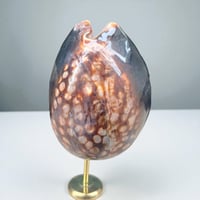 Image 4 of Coquillage Porcelaine Tigre sur socle en bois tourné noirci fin XIXe -  Cabinet de curiosités 