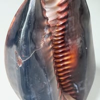 Image 9 of Coquillage Porcelaine Tigre sur socle en bois tourné noirci fin XIXe -  Cabinet de curiosités 