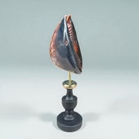 Image 7 of Coquillage Porcelaine Tigre sur socle en bois tourné noirci fin XIXe -  Cabinet de curiosités 