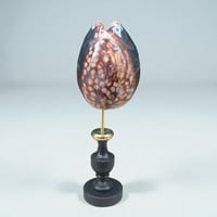 Image 2 of Coquillage Porcelaine Tigre sur socle en bois tourné noirci fin XIXe -  Cabinet de curiosités 