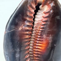 Image 8 of Coquillage Porcelaine Tigre sur socle en bois tourné noirci fin XIXe -  Cabinet de curiosités 