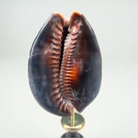 Image 3 of Coquillage Porcelaine Tigre sur socle en bois tourné noirci fin XIXe -  Cabinet de curiosités 