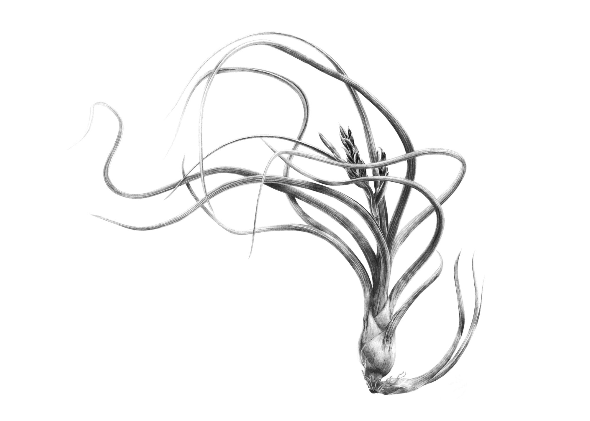 Image of Tillandsia pseudobaileyi