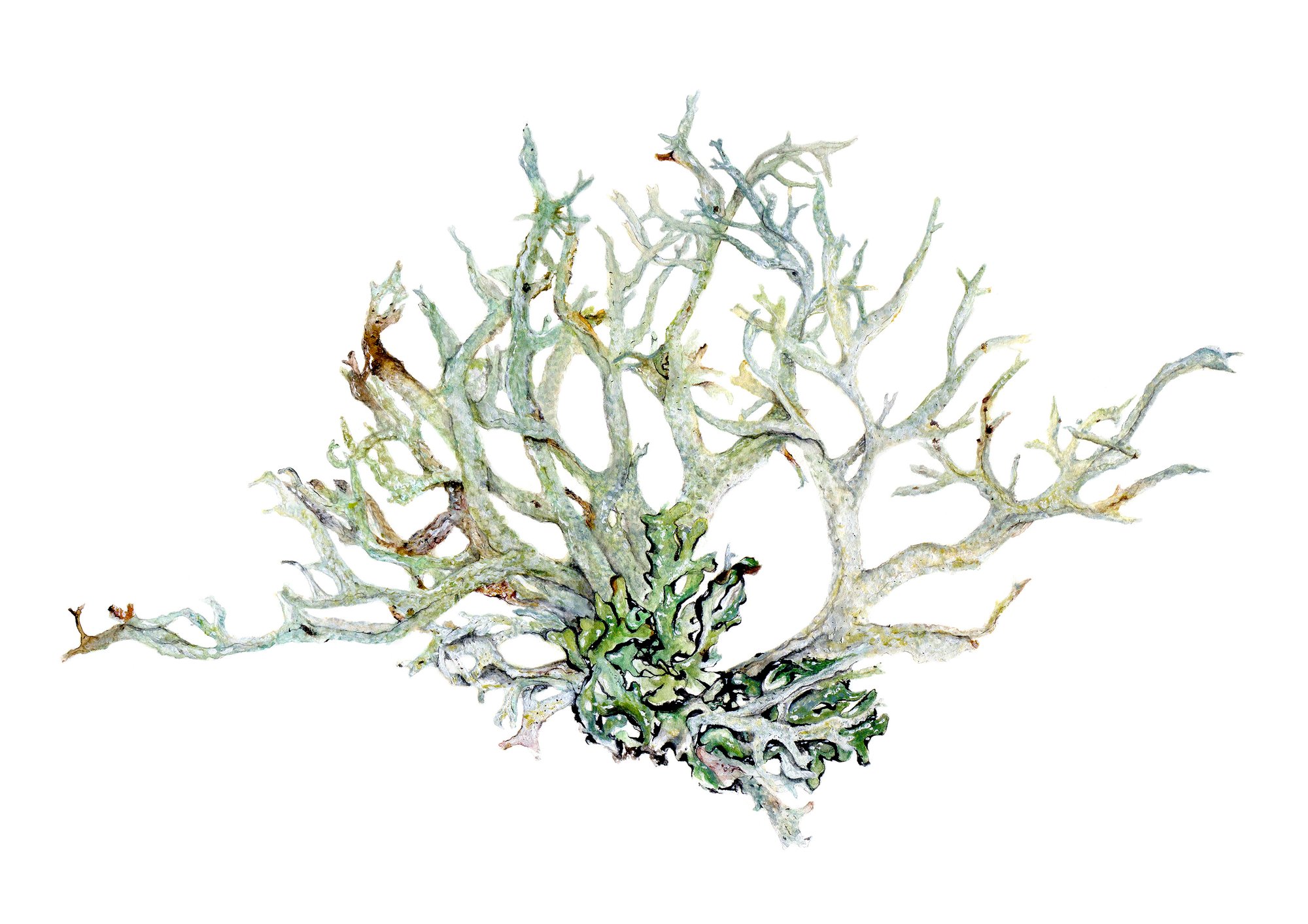 Image of Evernia 