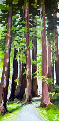 San Francisco, Muir Woods National Monument #4.