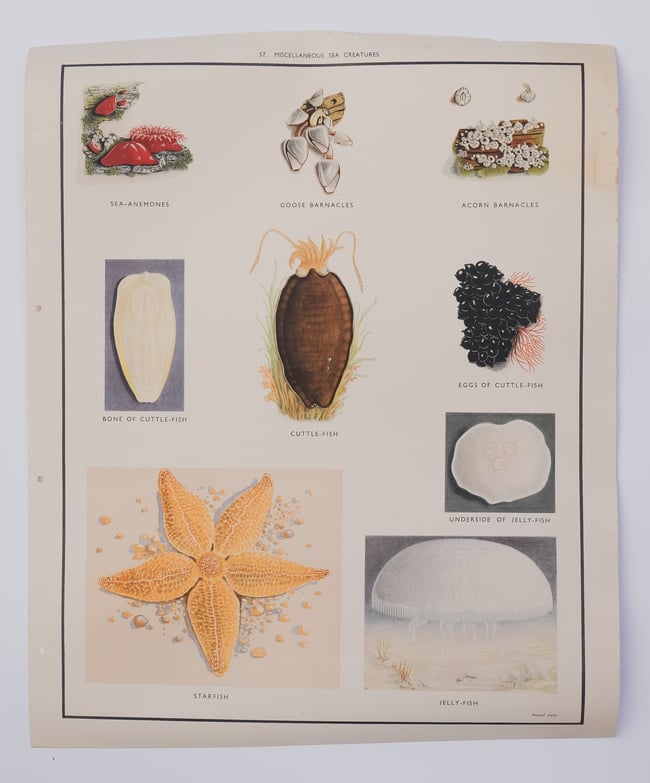Vintage School Poster Sea Creatures