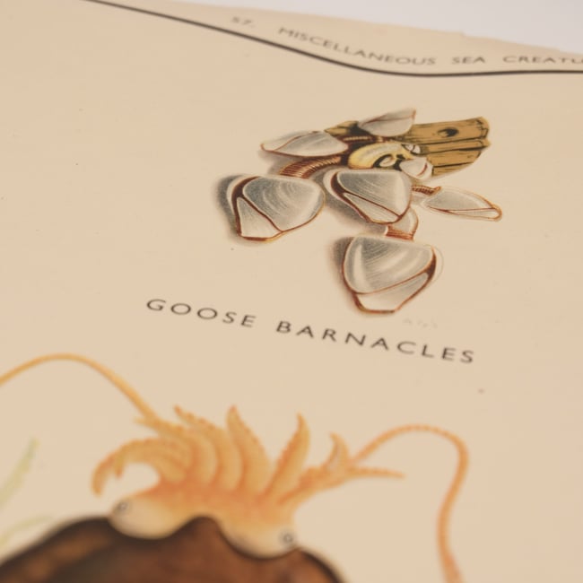 Vintage School Poster Sea Creatures