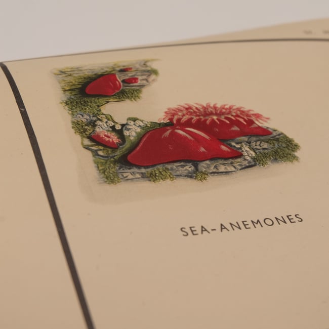 Vintage School Poster Sea Creatures