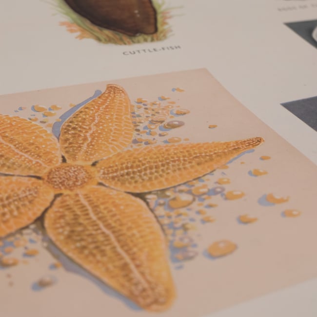 Vintage School Poster Sea Creatures