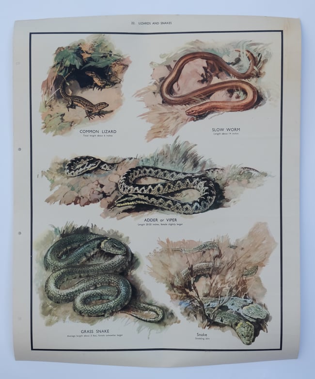 Vintage School Poster Lizards & Snakes