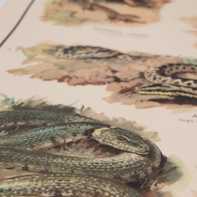 Vintage School Poster Lizards & Snakes