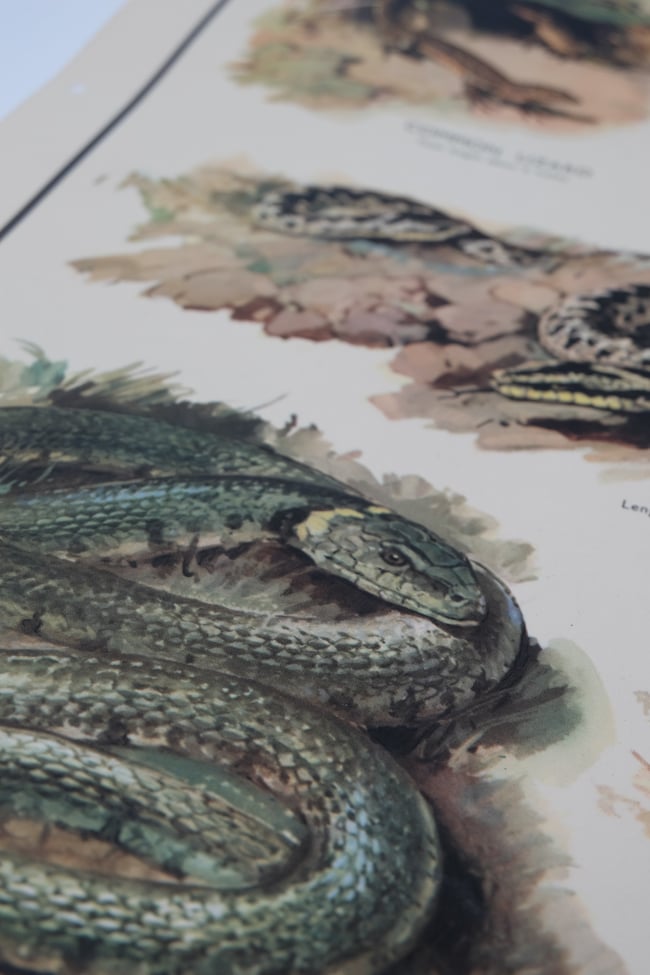 Vintage School Poster Lizards & Snakes