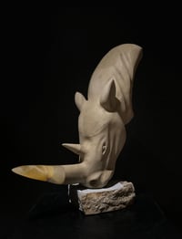 Image 4 of CERATOTHERIUM