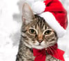 Holiday Pet Photo Fundraiser 