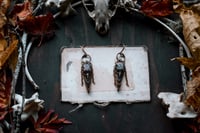 Image 1 of Copper Raven Skull ear hangers