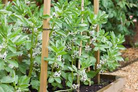 Heirloom Broad Beans Image 2