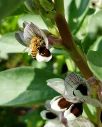 Heirloom Broad Beans Image 3