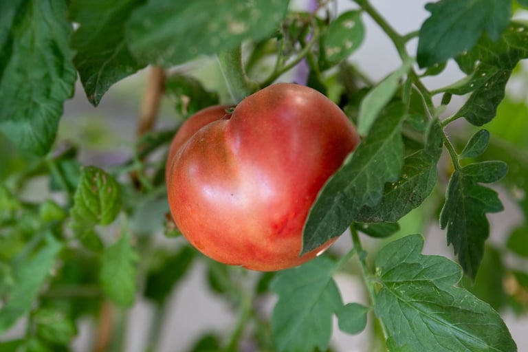 Tomato - Large Heirloom