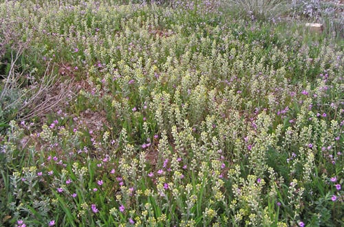 Happy Insect Blend Image 2