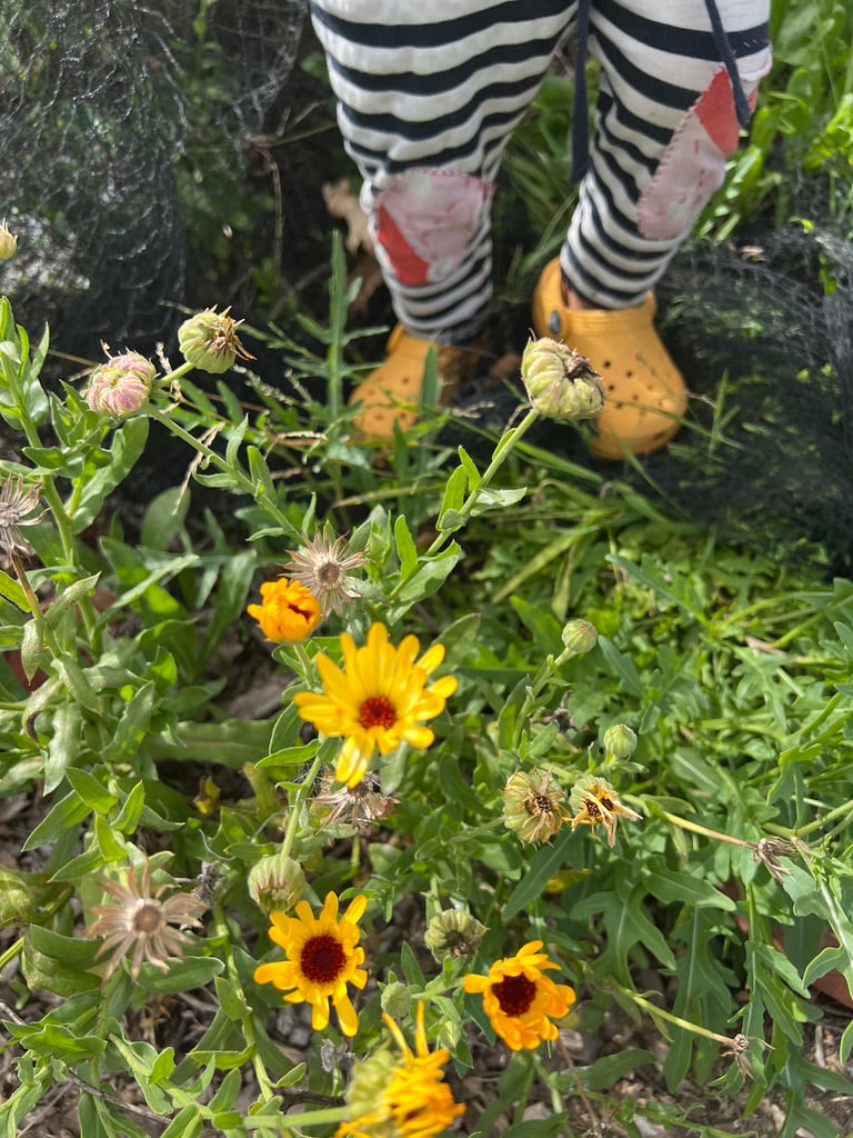 Summer Wildflowers Image 2