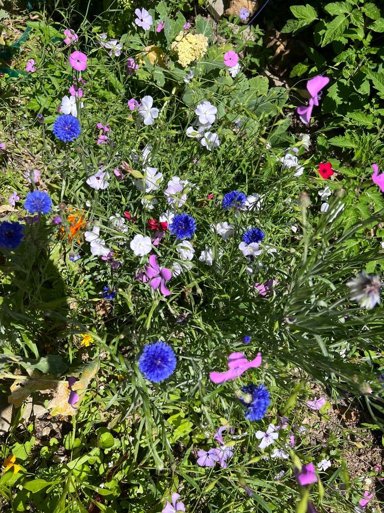 Summer Wildflowers