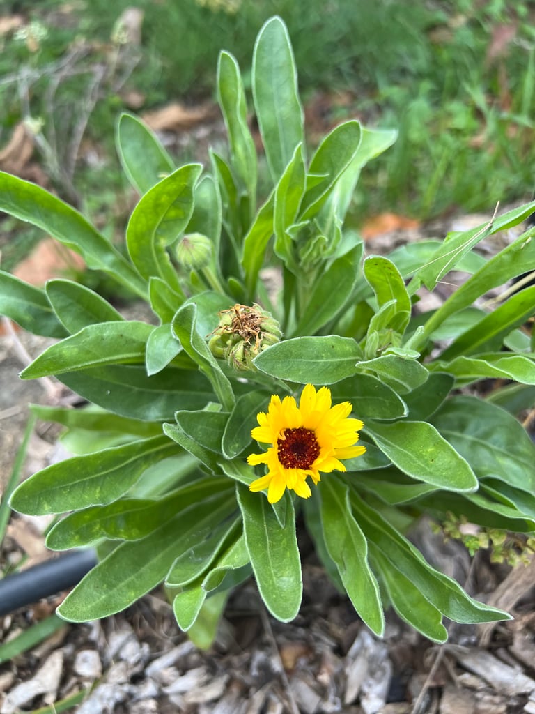 Waiheke Calendula Image 3