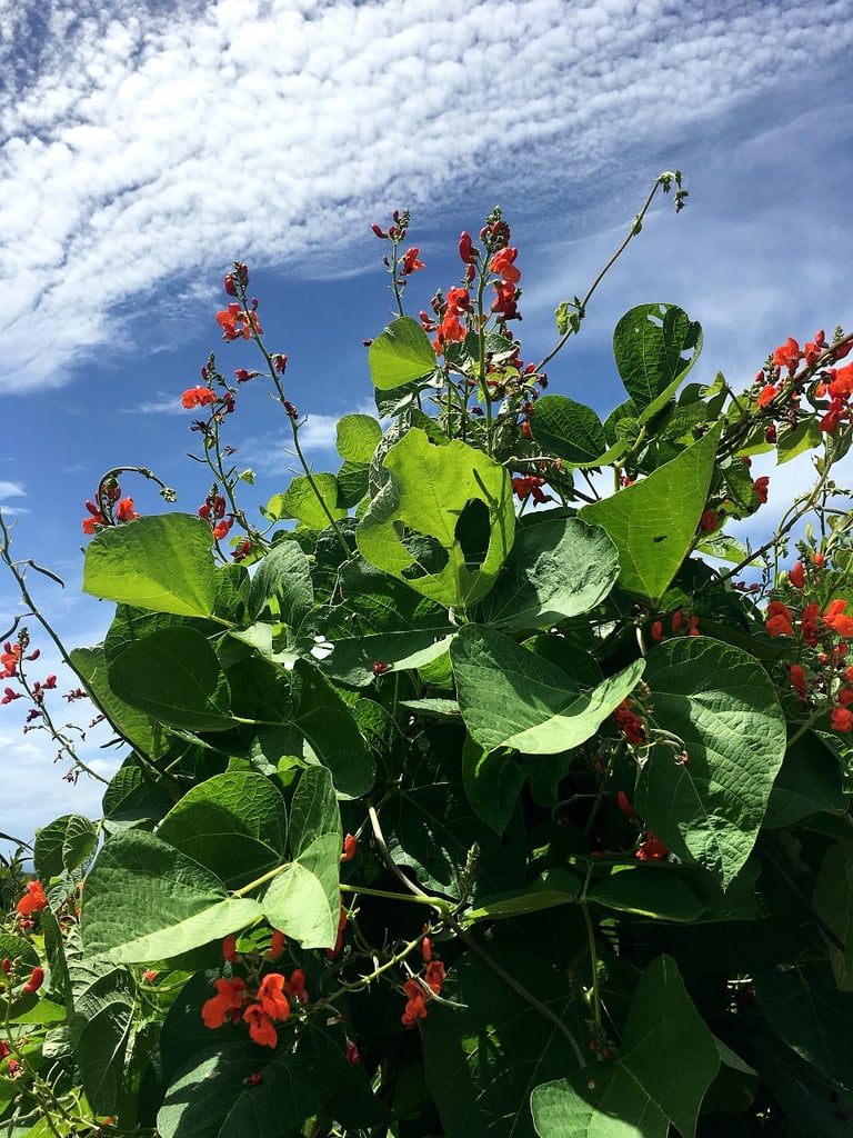 Scarlet Runner Bean Image 3