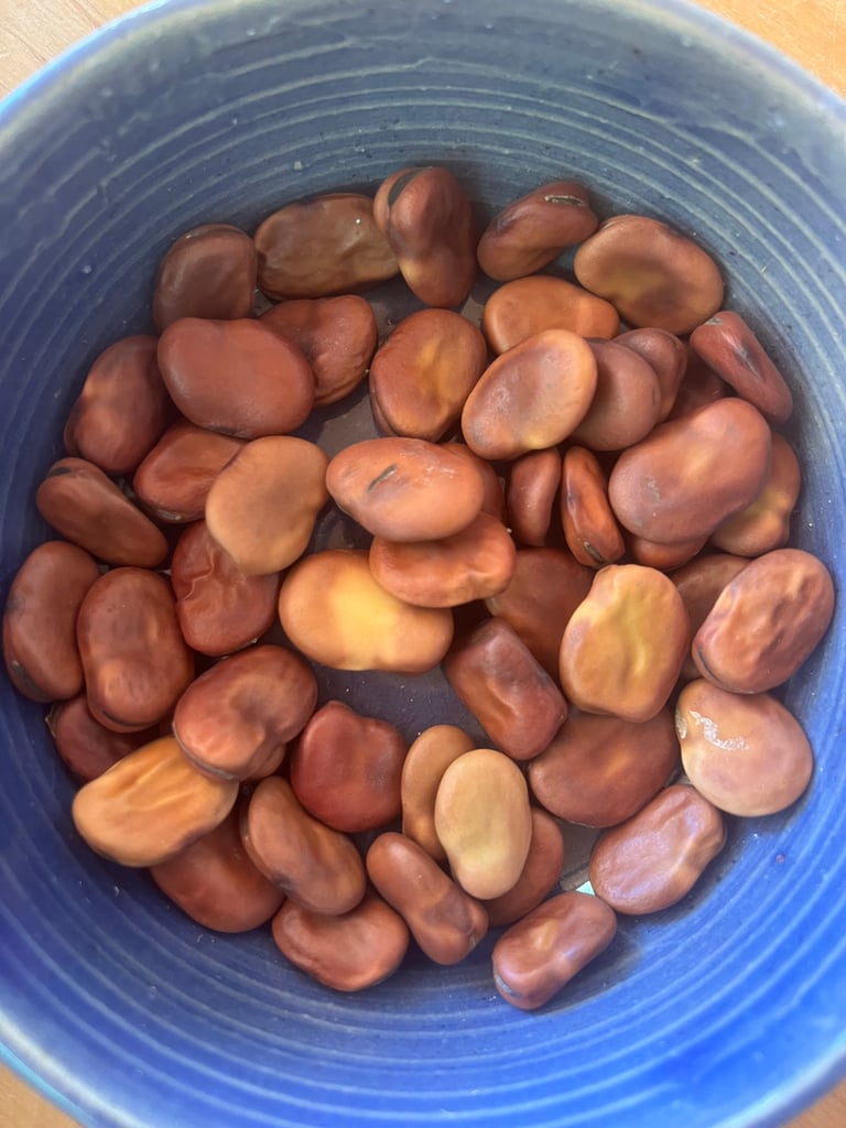 Heirloom Broad Beans Image 4