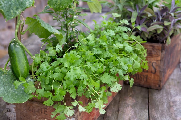 Coriander