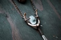 Image 4 of Turtle Jaw