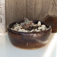 Image 1 of Dudleya Cymosa Pumila in an Ugly Pot | 001