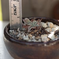 Image 2 of Dudleya Cymosa Pumila in an Ugly Pot | 001