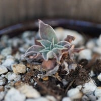 Image 3 of Dudleya Cymosa Pumila in an Ugly Pot | 001