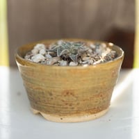 Image 1 of Dudleya Cymosa Pumila in an Ugly Pot | 003