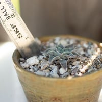 Image 3 of Dudleya Cymosa Pumila in an Ugly Pot | 003