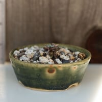 Image 1 of Dudleya Cymosa Pumila in an Ugly Pot | 002