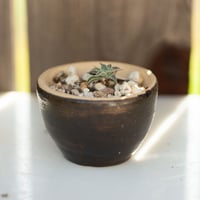 Image 1 of Dudleya Cymosa Pumila in an Ugly Pot | 005