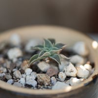 Image 2 of Dudleya Cymosa Pumila in an Ugly Pot | 005