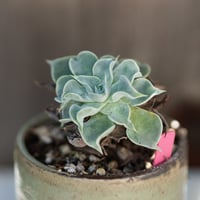 Image 2 of Dudleya Cymosa Pumila in an Ugly-Ish Pot | 006