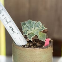 Image 3 of Dudleya Cymosa Pumila in an Ugly-Ish Pot | 006