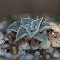 Image 2 of Dudleya Cymosa Pumila in an Ugly Pot | 007