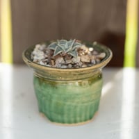 Image 1 of Dudleya Cymosa Pumila in an Ugly Pot | 007
