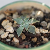 Image 2 of Dudleya Cymosa Pumila in an Ok Pot | 008