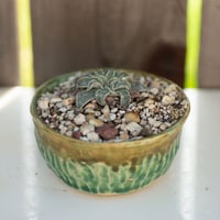 Image 1 of Dudleya Cymosa Pumila in an Acceptable Pot | 009