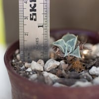 Image 2 of Dudleya Cymosa Pumila in an Ugly Pot | 010