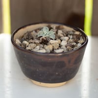 Image 1 of Dudleya Cymosa Pumila in an Almost Ok Pot | 011