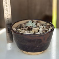 Image 2 of Dudleya Cymosa Pumila in an Almost Ok Pot | 011